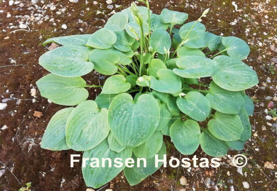 Hosta Oxheart